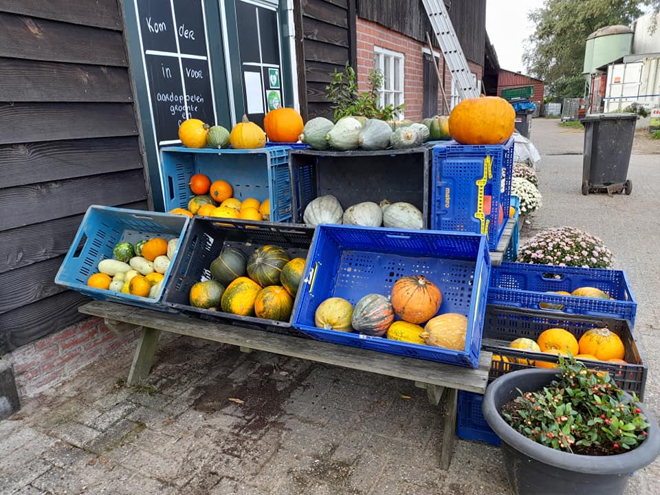 Pompoenen, Courgettes en Sierkalebassen beschikbaar.